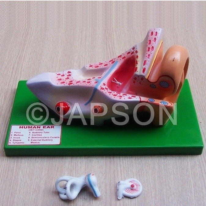 Human Model, Ear Human Model, Ear